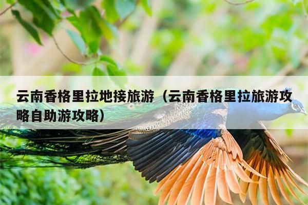 云南香格里拉地接旅游（云南香格里拉旅游攻略自助游攻略）
