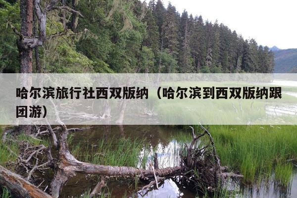 哈尔滨旅行社西双版纳（哈尔滨到西双版纳跟团游）